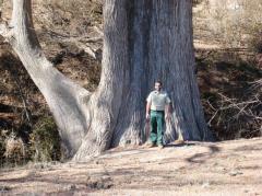 champion_baldcypress_003