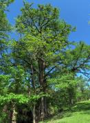 criders_frio_river_4580