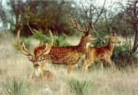 Crider's Cabins on the Frio River