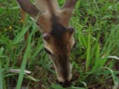 Crider's Cabins on the Frio River