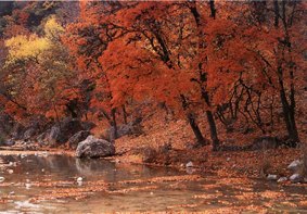 Crider's Cabins on the Frio River